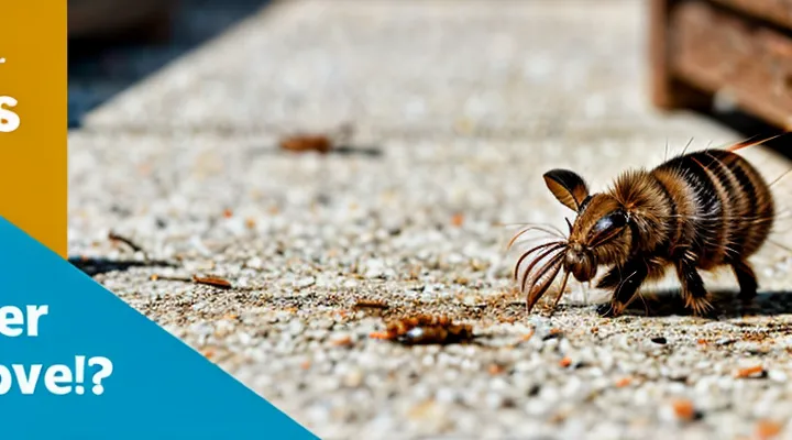 How do fleas excrete waste?