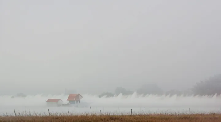 How does hot fog work against bedbugs?