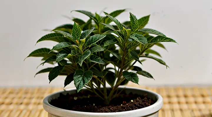 How to cultivate Actra for spider mites?