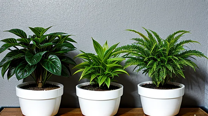 What deters spider mites on indoor plants?