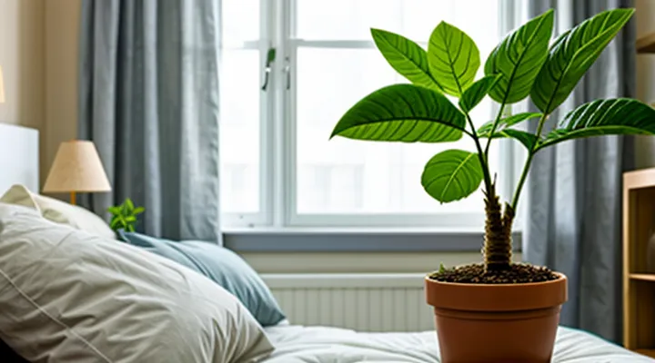 What is the name of the plant that gives bedbugs their odor?