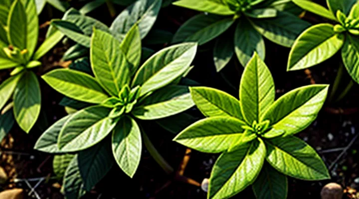 Which plant repels fleas?